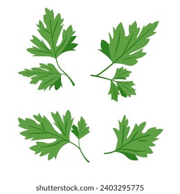 Parsley leaves. Cilantro leaves, raw garden parsley twig, chervil or coriander leaf collection. Vector set illustration isolated on white background.