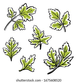 Parsley leaves. Colorful sketch collection of vegetables and herbs isolated on white background. Doodle hand drawn vegetable icons. Vector illustration