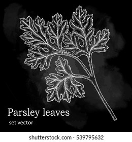 Parsley leaves. Drawing made with ink by hand. Design element for design of invitations, announcements, and menus. Chalkboard background.
