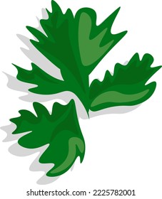 Hojas de perejil, verdes, gráficos vectoriales