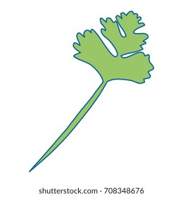 parsley leaves leaf