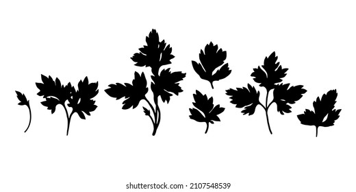 Parsley leaves set for paper, textiles, and wall decorations. Vector graphics. Hand-drawn. Black and white silhouette of greenery. Outline of parsley. Pattern of greens. 