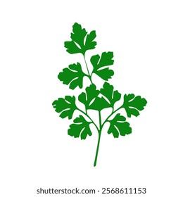 Parsley leaves. Vector simple color flat illustration.