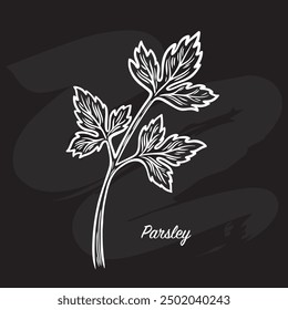 Parsley line drawing. Parsley leaves black doodle line sketch isolated on white background