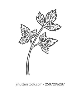 Parsley line drawing. Parsley leaves black doodle line sketch isolated on white background