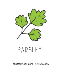 Parsley Line Vector Illustration, Cooking Isolated Icon.