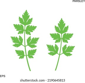 Parsley logo. Isolated parsley on white background