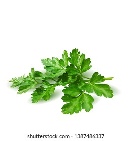 Parsley low poly. Fresh green plant, nutritious, tasty green parsley. Vector illustration. Vegetables ingredients in triangulation technique.