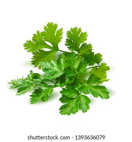 Parsley low poly. Fresh green plant, nutritious, tasty green parsley. Vector illustration. Vegetables ingredients in triangulation technique.