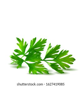 Parsley low poly. Fresh green plant, nutritious, tasty green parsley. Vector illustration. Vegetables ingredients in triangulation technique. 