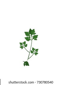 Parsley on a white background