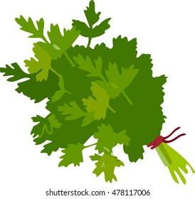 parsley on white background for your design. vector illustration