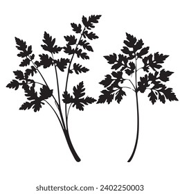 Parsley outlines and symbols. Dark level variety basic exquisite white foundation Parsley vegetable vector and silhouette icon.