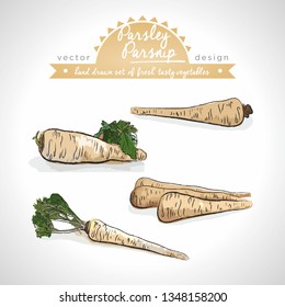 Parsley, parsnip Collection of fresh vegetables with leaf. Vector illustration. Isolated	
