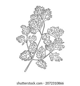 parsley plant. Herbs and spices. Vector hand drawn illustration