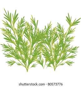 parsley, a plant that is used for seasoning