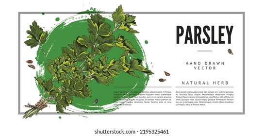 Parsley poster or banner with text, hand drawn sketch vector illustration. Bunch of parsley branches with leaves, retro engraving texture. Natural herbs and gardening concepts.