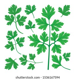 Parsley. Parsley realistic vector illustration set. 