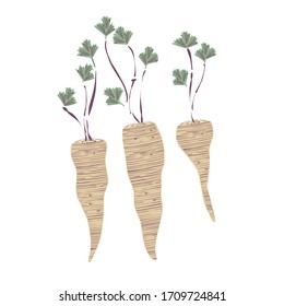 Parsley root, decorative design element. Vector illustration isolated on white.