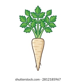 Parsley root with green leafy top