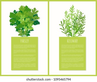 Parsley and rosemary greenery set vector poster, illustration of tasty spices fresh leaves of spicy flowers, herb plants for cooking various dishes