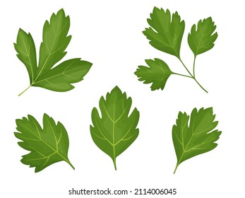 Parsley set. Cartoon parsley illustration on white backgrounad.