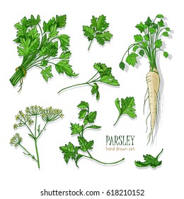 Parsley set. Hand drawn colorful collection with greens, bunch, leaf, root, flower. Vector illustration.