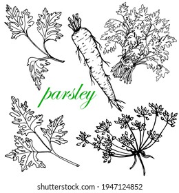 Parsley. Set. Leaves, bunch and root. Stock black and white illustration. Vektor.Sketch. Hand drawing. For packaging, labeling and interior design of vegetarian products