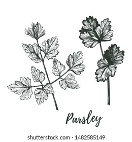 Parsley set. Parsley vector illustration. Parsley hand drawing