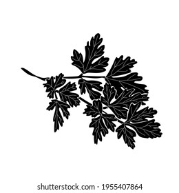 Parsley silhouette, a sprig of aromatic herbs for cooking with carved leaves vector illustration