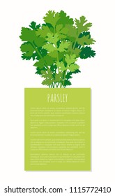 Parsley spice plant isolated on white vector illustration with green rectangle and text sample, fresh greenery realistic herb condiment, fluffy leaves