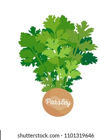 Parsley spice poster, headline and parsley's green broad leaves, spices seasoning title, vector isolated on white background, healthy condiment flavoring