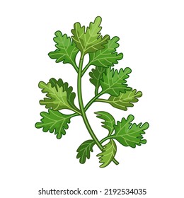 Vector de especias parsley ilustración botánica realista