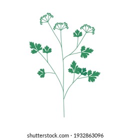icono de tallo de perejil y hojas