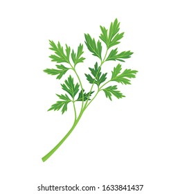 Parsley Twig as Kitchen Herb for Cooking Vector Element