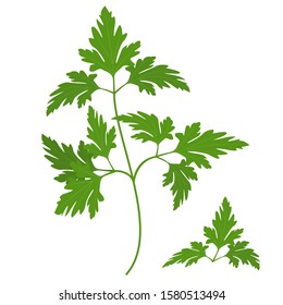 Parsley. Vector color isolated image of parsley leaf on a white background.