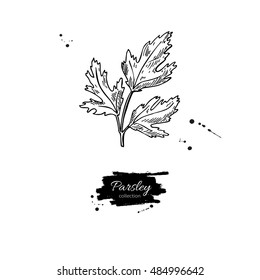 Parsley vector hand drawn illustration. Isolated spice object. Engraved style seasoning. Detailed organic product sketch. Cooking flavor ingredient. Great for label, sign, icon