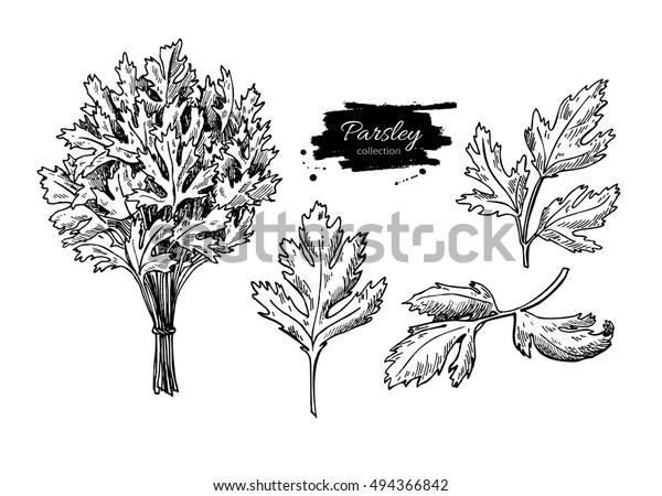 Parsley Vector Hand Drawn Illustration Set Stock Vector (Royalty Free ...