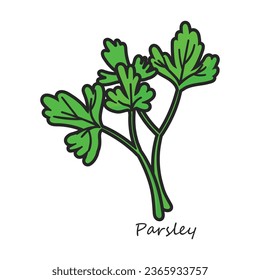 Parsley vector icon. Color vector icon isolated on white background parsley.
