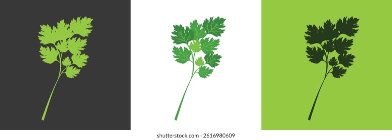 Parsley vector icon. vector illustration depicting a bunch of fresh green celery leaves, green, black and white icon parsley isolated.