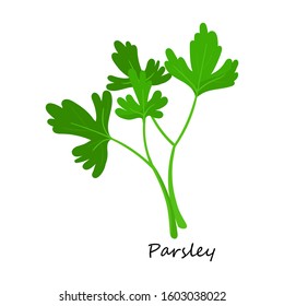 Parsley vector icon.Cartoon vector icon isolated on white background parsley.