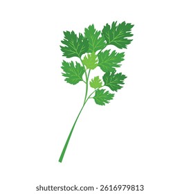 Parsley vector. vector illustration depicting a bunch of fresh green celery leaves, parsley isolated on a white background.