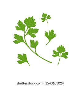 Parsley. Vector illustration of green parsley leaves isolated on white background 