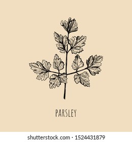 parsley vector illustration. parsley hand drawing in the style of engraving. Parsley herb