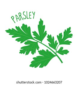 Parsley vector illustration isolated