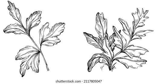 Parsley vector isolated plant with leaves. Herbal engraved style illustration. Detailed organic product sketch.The best for design logo, menu, label, icon, stamp.