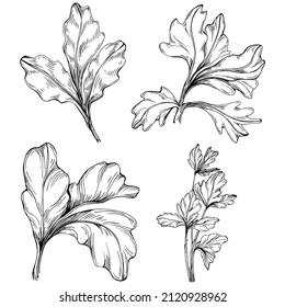 Parsley vector isolated plant with leaves. Herbal engraved style illustration. Detailed organic product sketch.The best for design logo, menu, label, icon, stamp.
