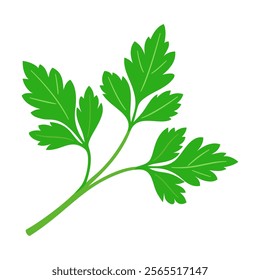 parsley vegetable for cooking meals. A bright element. Hand drawn Trendy flat style isolated for design. Vector illustration