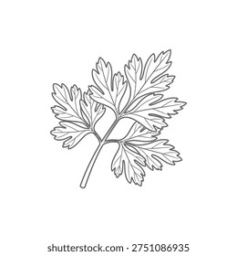 Parsley Vein Pattern Detailed Flat Vector Icon Herb Leaf Illustration