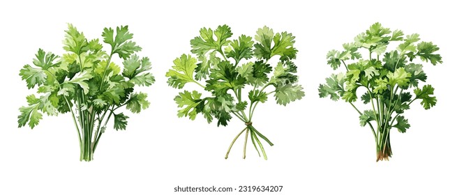 Parsley, watercolor painting style illustration. Vector set.